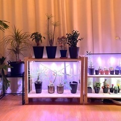 【ほぼ新品：植物用ライト（2本セット）】