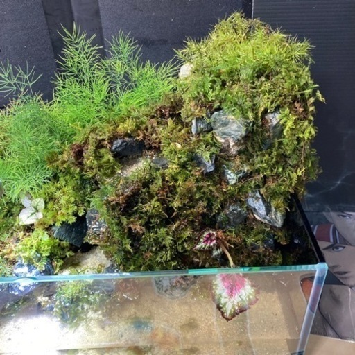 ☆杜のメダカ小川が流れるアクアテラリウム完全品☆メダカ・熱帯魚飼育 