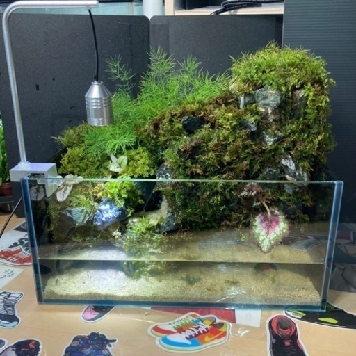 ☆杜のメダカ☆★小川が流れるアクアテラリウム完全品★メダカ・熱帯魚飼育に★ライト付き