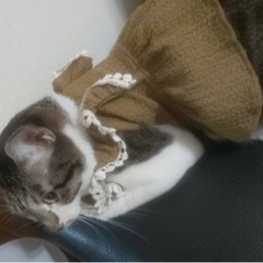 里親募集🐱美猫のマルコちゃんの画像