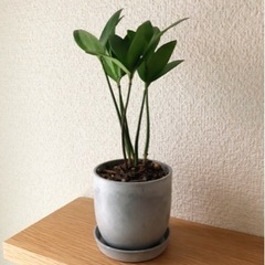 観葉植物　ナギ③　22cm　おしゃれな2号の鉢と受け皿付き