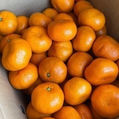 ミカン🍊お買い得❗️