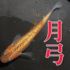 月弓②　今だけ稚魚２０匹