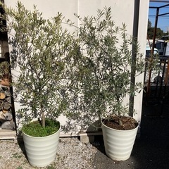 1/9値下げ 横浜市中区引き取り限定 オリーブの木2本＋お花セット