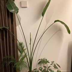 観葉植物　