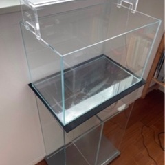 ADA PLANTS GALLERY #14 「クリプトコリネ・ウェンティ」 引き取り限定