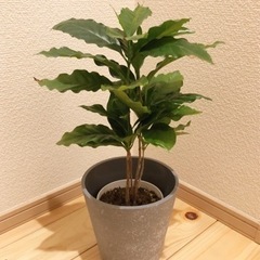観葉植物　コーヒーの木　41cm　3.5号鉢とおしゃれな鉢カバー付き