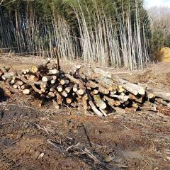 伐採木、原木、丸太、薪　3月12日で終了【条件付き】