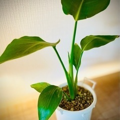 南国風♪人気の観葉植物！ストレリチア　オーガスタ　新芽も元気に出...