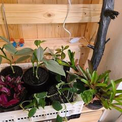 植物、フラワースタンド、DULTON、ボトルツリー