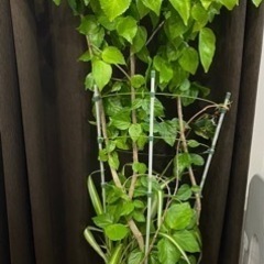 取引中　観葉植物　ハイビスカス　約115cm