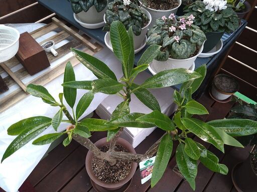 三年物 プルメリア ジェニー3本立ち3月1日写真追加