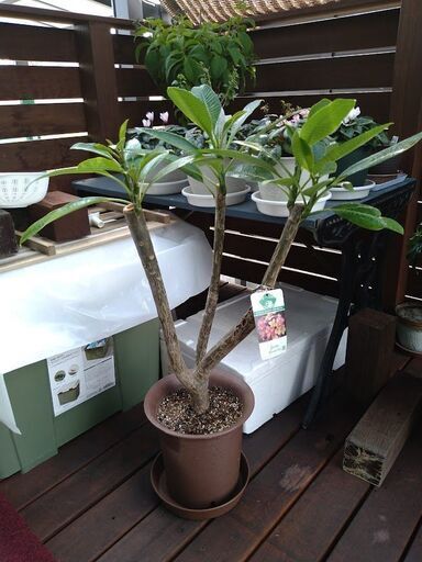 三年物 プルメリア ジェニー3本立ち3月1日写真追加