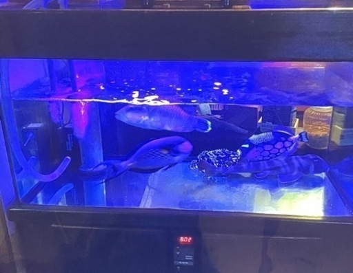 【決定しました】オーバーフローガラス水槽セット　特注1200×580×530