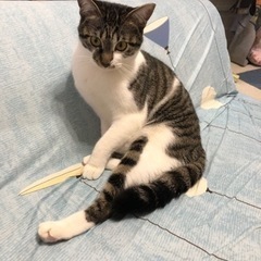 里親募集🐱美猫のマルコちゃん − 福島県