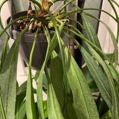 アンスリウム ビタリフォリウム 引き取り限定