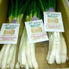 【新鮮野菜】栄養が4倍　榛沢深谷ネギ8本組100円　2/26（日）