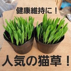 【市内無料配達します！】無農薬の猫草 1株