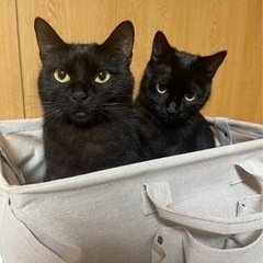 黒猫２日双子　1歳の画像