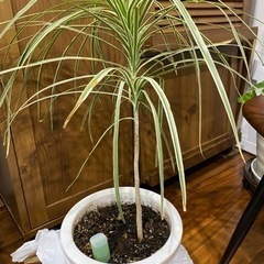 観葉植物　ドラセナコンシンネ　約80cm