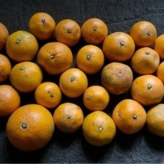 きよみオレンジ 5kg 和歌山県産