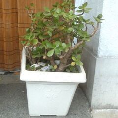 S183★【観葉植物　カネのなる木】　白プラスチック鉢 W35×...