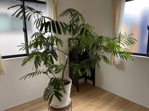 観葉植物　エバーフレッシュ