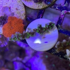 メデューサコモン　サンゴ　sps