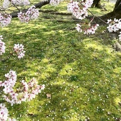 お花見会^ - ^ 大濠公園で桜を一緒に愛でる会♪