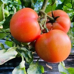 朝採り！甘〜いトマト🍅（訳あり）