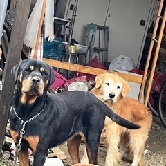 譲渡した犬探してます