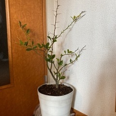 ステータス レインボー ボトルプランツ　観葉植物