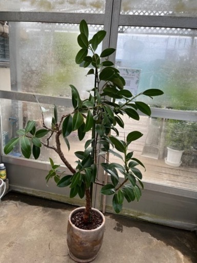 ゴムノキ 陶器植え 処分品