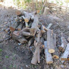 薪活情報（広葉樹のみ、カットしてあり持てる重さです、）キャンプ薪、無料