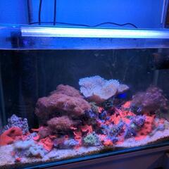 海水水槽一式　生体サンゴ込み