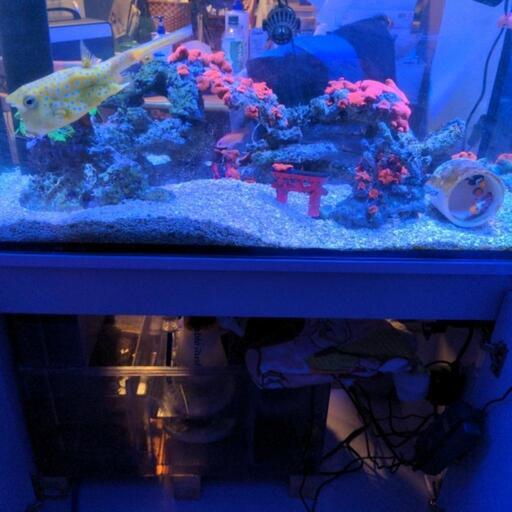 値下げしました‼️]海水魚 水槽一式 30000円