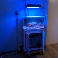 海水水槽一式　生体サンゴ込み