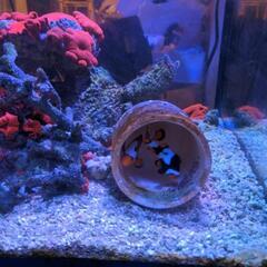 海水水槽一式　生体サンゴ込み