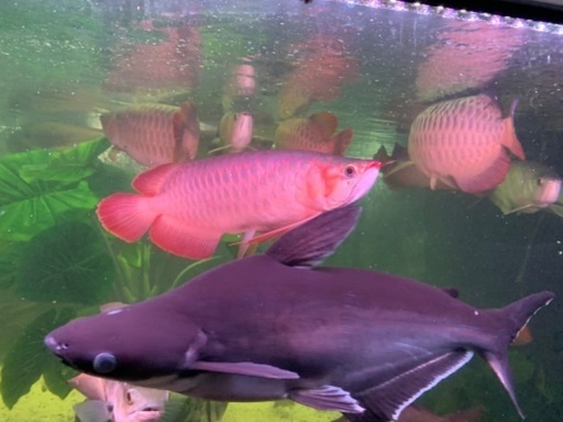 アロワナ混泳】カイヤン 60㎝〜65㎝位