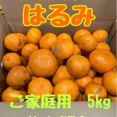 【在庫切れ】☆★☆和歌山みかん○はるみ○ご家庭用5kg☆★☆