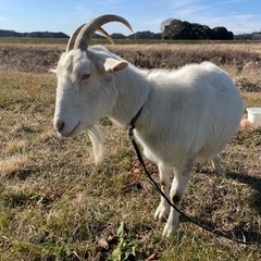 女の子の大人のヤギさんです🐐