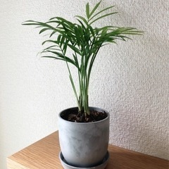 観葉植物　テーブルヤシ(12)　23cm　おしゃれな2号の鉢と受...