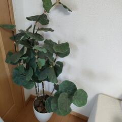 引取先確定済み 人工観葉植物