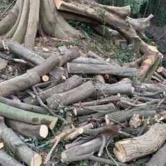 薪　木材　材木　キャンプ　B