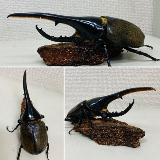 ヘラクレスオオカブト 成虫 オス 149.6㍉