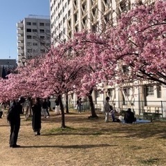 東京散策、河津桜を観る会