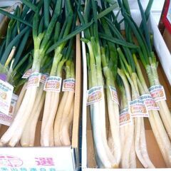 🈚無料！【新鮮野菜】深谷ねぎ　2~3本組　1人様1束まで　6人分...