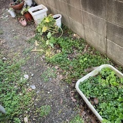 【本日3/５１３時から１８時来れる方】植物鉢ごと好きなだけ