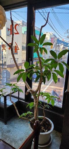 観葉植物　パキラ　200cm