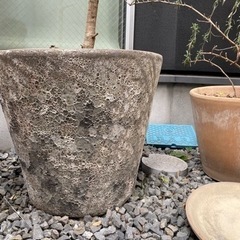 鉢つきオリーブ　植木